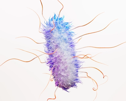 Escherichia Coli (E. Coli) Bacteria Science Image