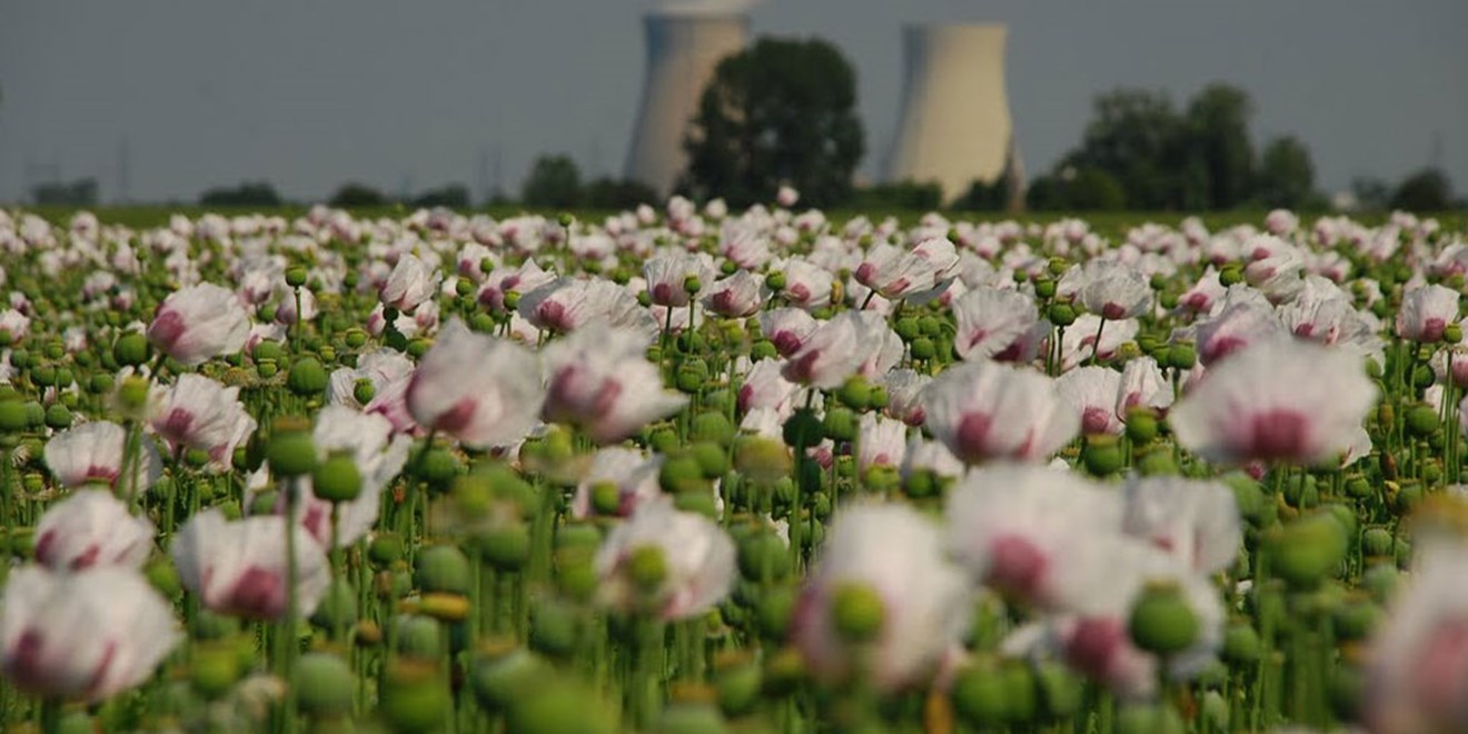 Field of flowers in front of cooling towers