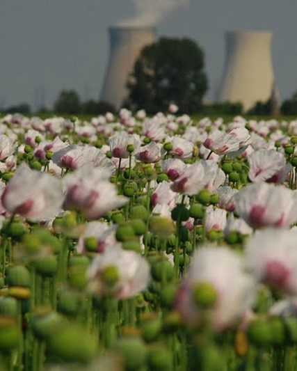 Field of flowers in front of cooling towers