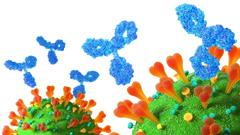 Monoclonal Antibodies RGB (VIR)