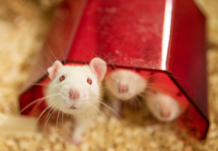 Mice in bedding