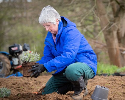 Person outdoors planting previously potted plant into the ground