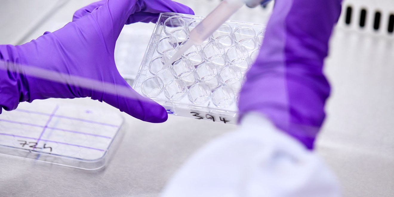 Researcher with purple gloves adding liquid to tubes
