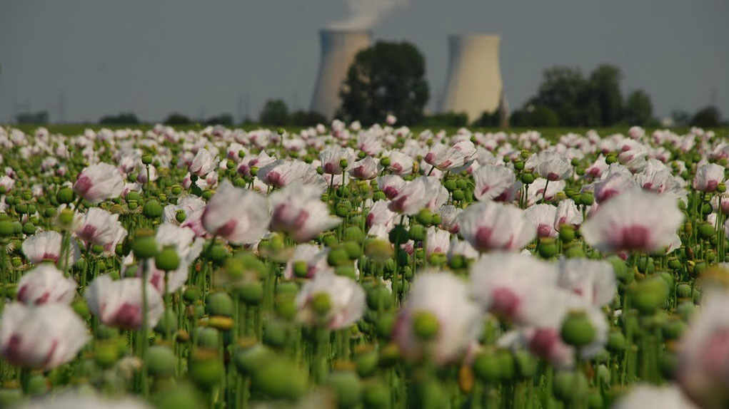 Field of flowers in front of cooling towers