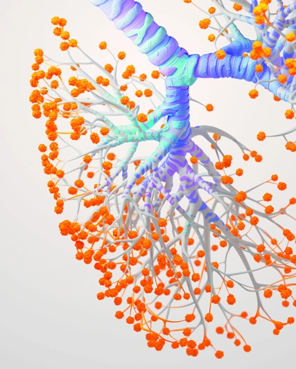 Illustration of lungs