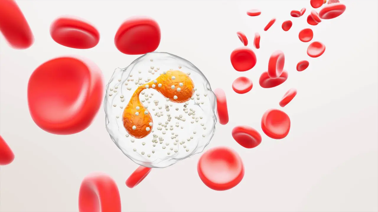 Illustration of an Eosinophils cell