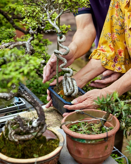 Bonsai
