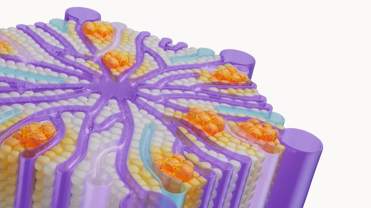 liver disease animation