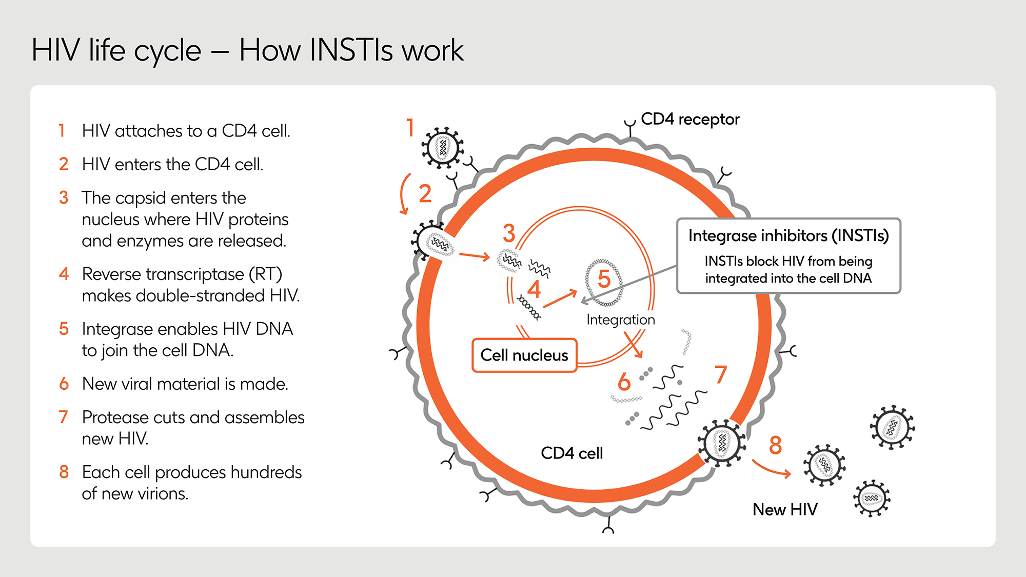 An illustration showing how integrase inhibitors work