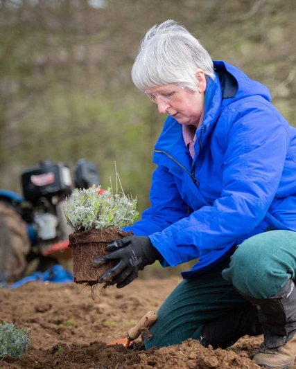 Person outdoors planting previously potted plant into the ground