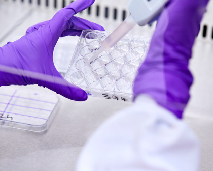 Researcher with purple gloves adding liquid to tubes