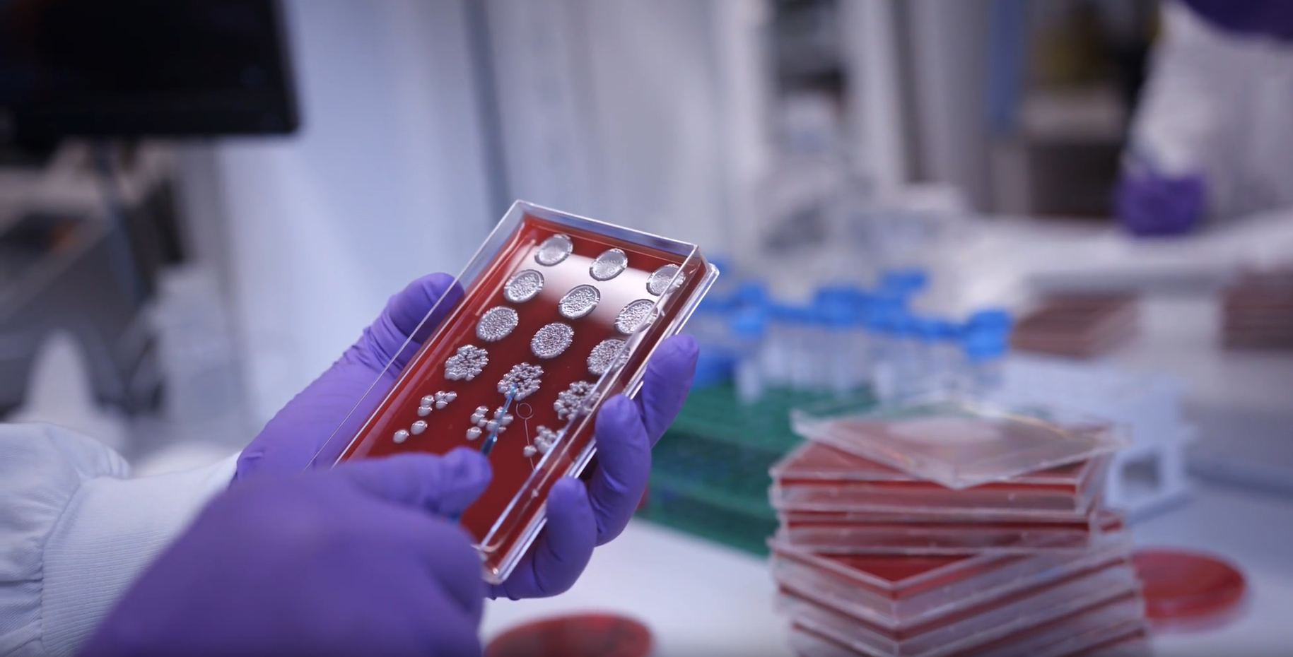 Scientist working on AMR