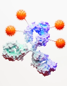 Antibody Drug Conjugate Image