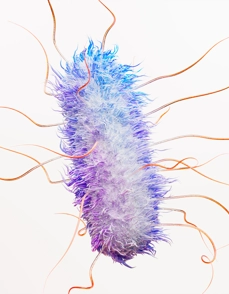 Escherichia Coli (E. Coli) Bacteria Science Image
