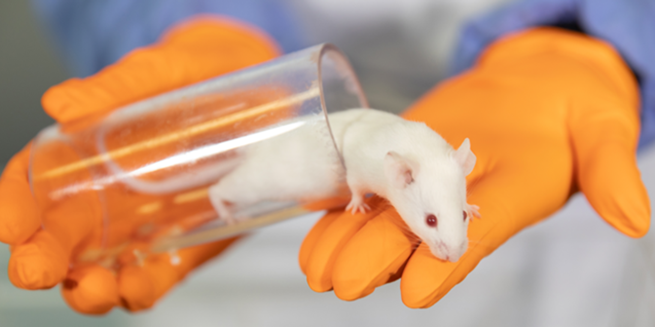 Lab worker tunnel handling a white mouse