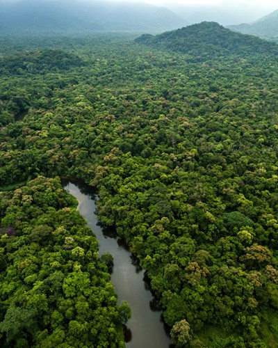 Forest sky view image