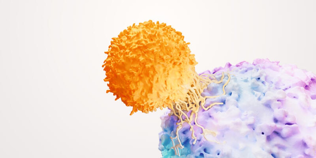 T cell interacting with tumour