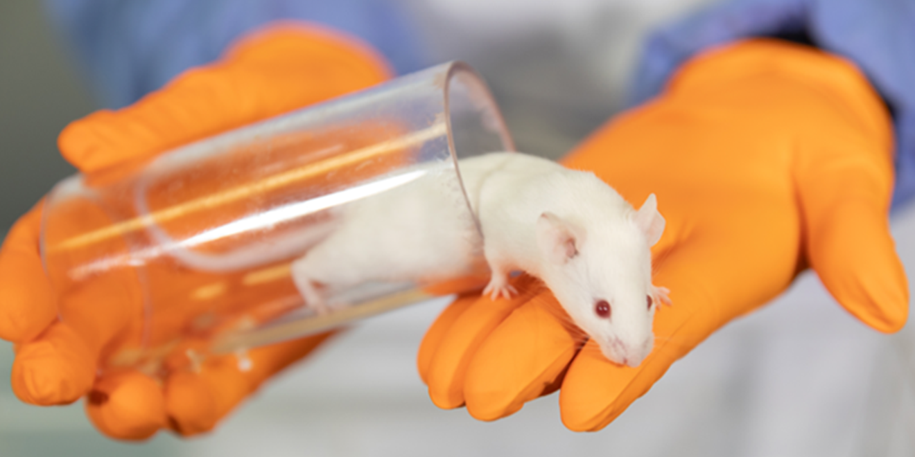 Lab worker tunnel handling a white mouse