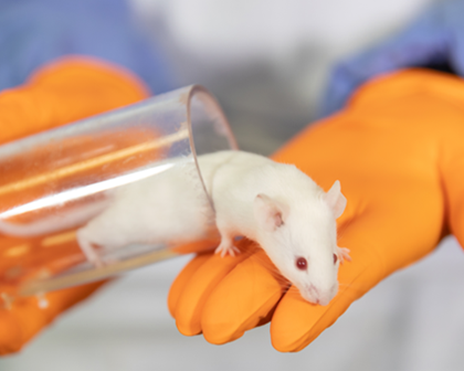 Lab worker tunnel handling a white mouse