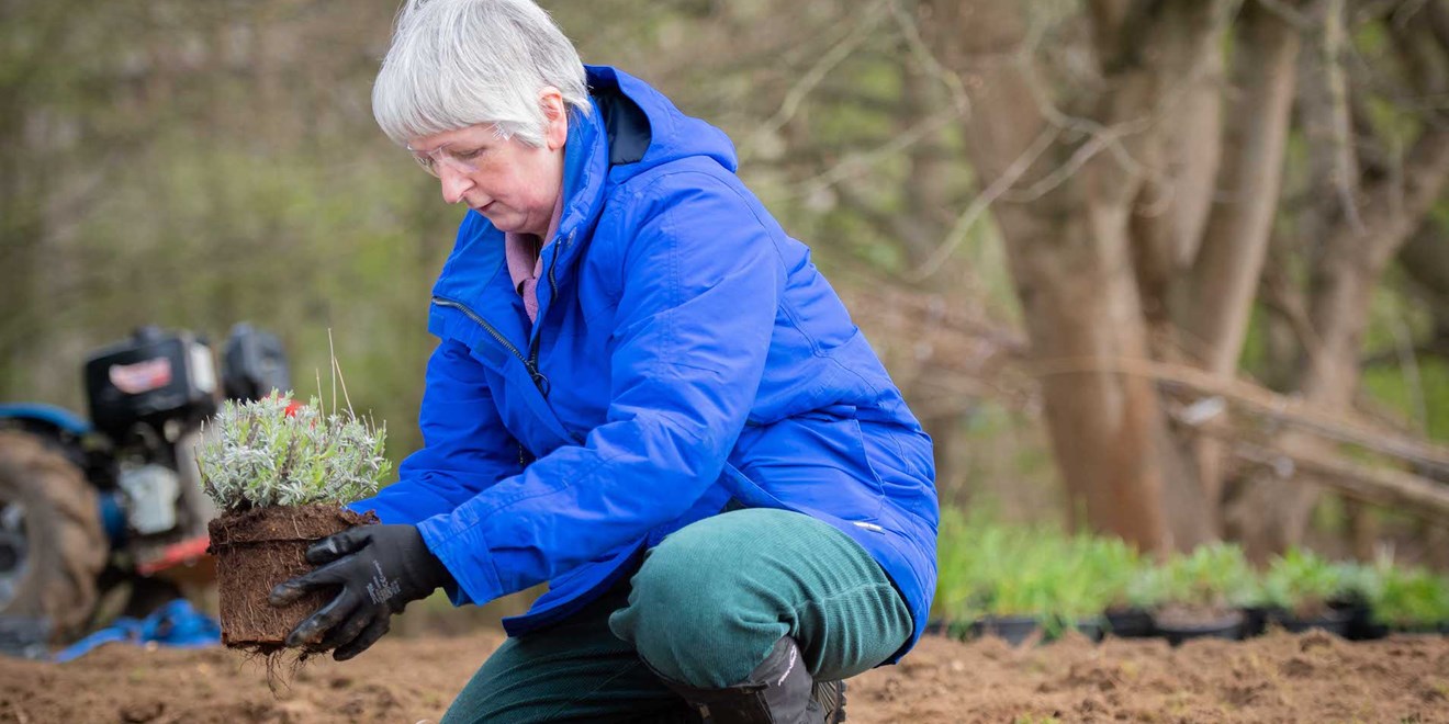 Person outdoors planting previously potted plant into the ground