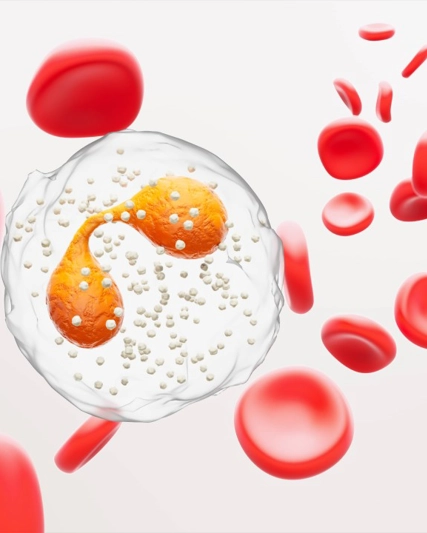 Illustration of an Eosinophils cell