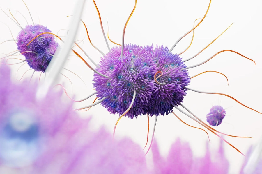 Neisseria Gonorrhoeae Bacteria Science Image