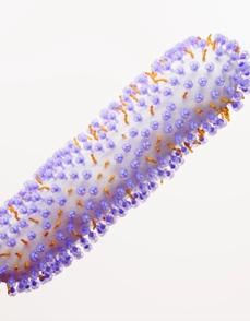 Respiratory Syncytial Virus (RSV) Science Image