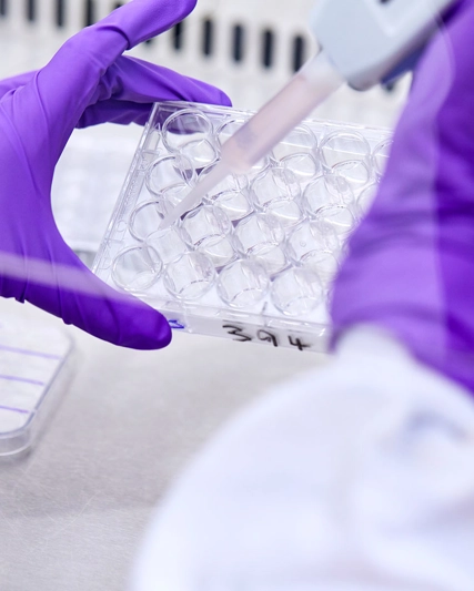 Researcher with purple gloves adding liquid to tubes