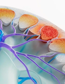 Lupus Nephritis (Kidney Disease) Science Image